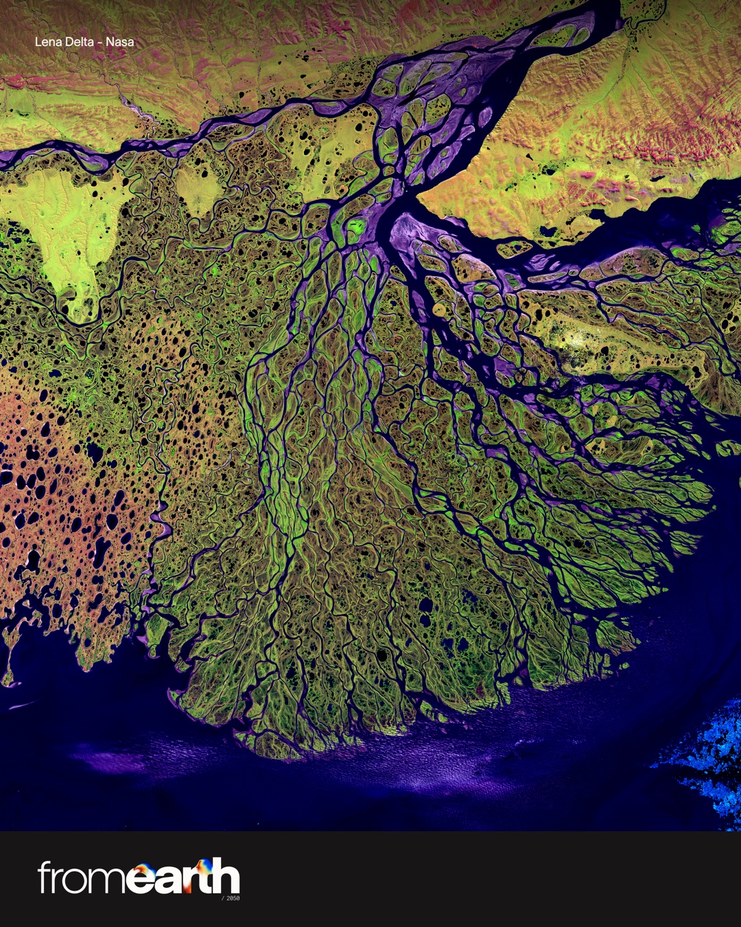 A false-colour satellite image of the Lena River Delta